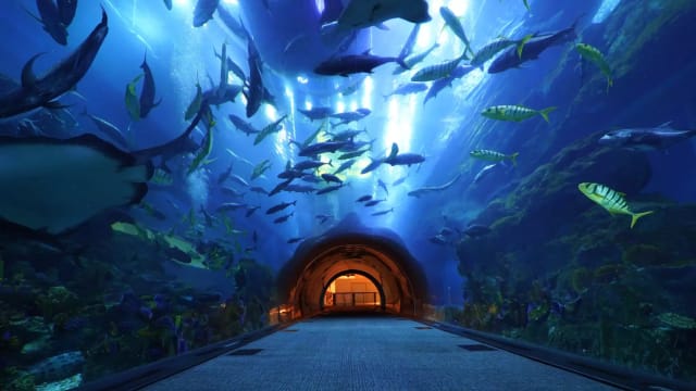 Океанариум Dubai Aquarium